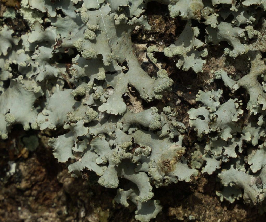 Hypogymnia tubulosa ?